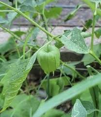 Image result for Physalis lagascae