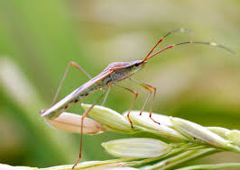Rice Pests That Legitimize Farmers Steemit