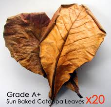 100g Grade A Giant Indian Almond Catappa Ketap Ang Leaves Aquarium Breeding Betta Fish Betta Fish Betta