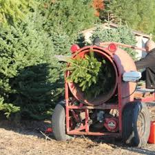 PETE PEDERSON CHRISTMAS TREE FARM