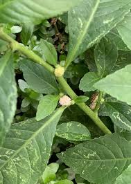 Image result for Struchium