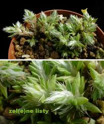 Image result for Portulaca collina