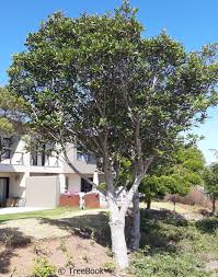 Image result for Rapanea