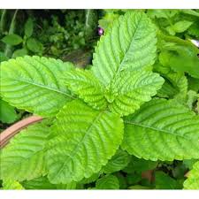 Caoku cincau hitam, surabaya, indonesia. Pokok Cincau Hitam Hitam Shopee Malaysia