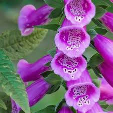 Image result for Tetradenia galpinii