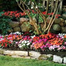 Pin On Impatiens Alternantives