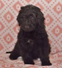 Newfypoo / newfiedoodle puppies for sale in north carolina, south carolina, and florida. Newfypoo Puppies For Sale Happy Valentines Day Happyvalentinesday2016i