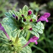 Image result for Ecbolium amplexicaule