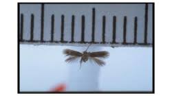 Image result for Stigmella continuella