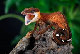 The Cat Gecko Aeluroscalabotes Felinus Is A Species Of Gecko Found In Indonesia Malaysia Singapore Cambodia And Thailand Wiki Cute Reptiles Gecko Animals