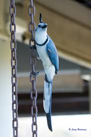 Image result for Polystachya caloglossa