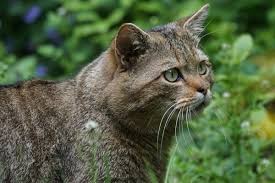 Fotograf Vahsi Hayat Yirtici Fauna Biyik Omurgali Avrupa Vasak Dikkat Yaban Kedisi Korunan Bobcat Puma Orman Kedisi Felis Silvestris Kucuk Orta Boy Kediler Kedi Gibi Memeli Pasli Benekli Kedi 6000x4000