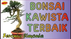 101 Koleksi Bonsai Kawista Batu Terbaik Bonsai Langka Yang Menawan Tanaman Bonsai Asam Jawa
