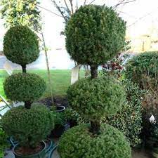 Maybe you would like to learn more about one of these? Pin On Greenfield Pots