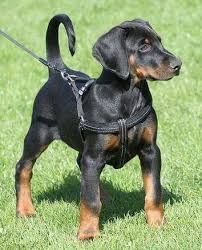 Black And Tan Doberman Puppies Click Visit Site And Check Out Cool Dobermann Shirts This Website Is Top Notch Tip You Can Search Your Nam Doberman Dogs Doberman Puppy Doberman Pinscher