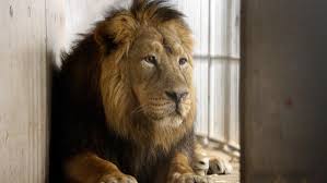 Температура подачи от и до: Lowen Totung Im Tiergarten Schwer Zu Verstehen Aber Nachvollziehbar Nurnberg Nordbayern De