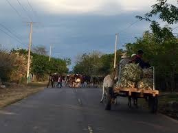 Cattle Taken To The Farm Before Sunset Stops An Oxcart Suchitoto El Salvador Centroamerica Suchitoto Tours Gmail Com