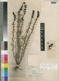 Image result for Sopubia ramosa