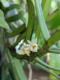 Image result for Calyptrochilum