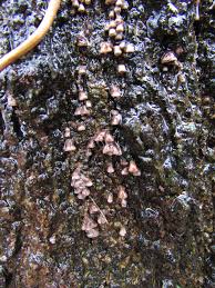 Image result for Polyporus pendulus