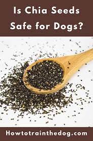 Can Dogs Eat Chia Seeds Is Chia Seeds Safe For Dogs In 2021 Eating Chia Seeds Chia Seeds Can Dogs Eat