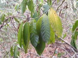 Image result for Oxyanthus speciosus