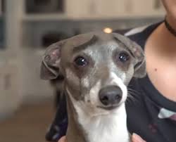 Jenna marbles is a youtube personality and moniker for jenna mourey, an american entertainer. No Comics Only Cermets Jennamarbles S Dog Kermit Always Looks Like He S