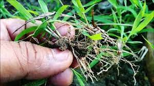 Untuk tanaman yang memiliki batang keras gramoxone tidak akan menyebabkan efek negatif. Suket Grinting Atau Rumput Bermuda Bermuda Grass Cynodon Dactylon Youtube