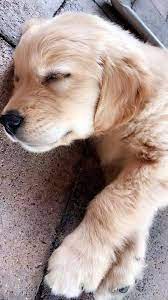 Sleepy Puppy Cute Dogs Cute Dogs And Puppies Cute Animal Pictures