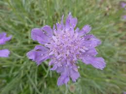 Image result for Dipsacaceae