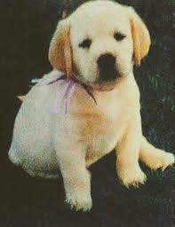 However, black lab puppies for sale near me in pa searching is also not difficult now. Rosewood English Labrador Retrievers Home Facebook