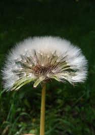 Pinned With Pinterest App For Ipad Get It At The App Store Dandelion Dandelion Flower Dandelion Clock