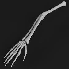 Pin By Tono On Art References In 2020 Arm Bones Anatomy Bones Bones