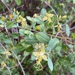 Image result for Cadaba farinosa