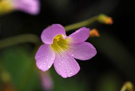 Image result for Oxalis semiloba