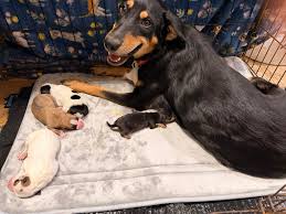 Rescue needed for momma dog and puppies in Pharr, TX