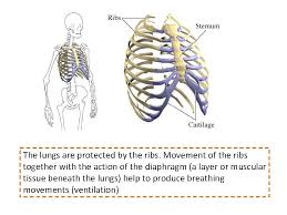 Adequate pain control is important so that you can continue to breathe deeply and avoid lung. Mammalian Lungs List The Features Of The Mammalian