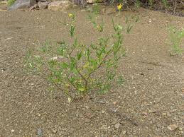 Image result for Crotalaria podocarpa