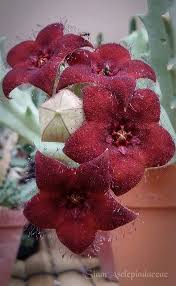 Image result for Orbea melanantha