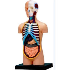 The torso or trunk is an anatomical term for the central part, or core, of many animal bodies (including humans) from which extend the neck and limbs. Human Anatomy Torso Anatomy Model Alzashop Com