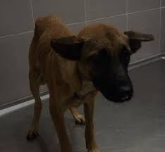 Animal shelter volunteering opportunities typically don't require past experience. Volume Volunteer In Me Connecting Volunteering Organisations In Malaysia