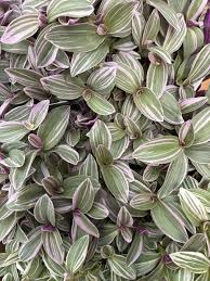 Image result for Chlorophytum filipendulum
