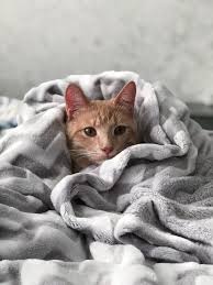 Fast jede katze hat einmal solch eine phase, katzenmenschen kennen dieses problem also. Unsauberkeit Bei Katzen Protest Pinkeln Oder Stress