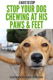 5 Ways How To Stop A Dog From Chewing Paws Good Doggies Online Dog Chewing Paws Dog Training Dog Chews
