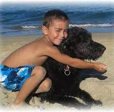 Get a very special offer on holistapet right now. Holistic Pet Shop Home Facebook