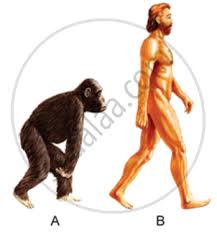 Natural selection in turn refers to the ability. Given Alongside Are Two Figures A And B Representing The Two Stages Of Evolution Of Human Beings Biology Shaalaa Com
