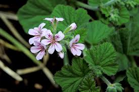 Image result for Geraniaceae