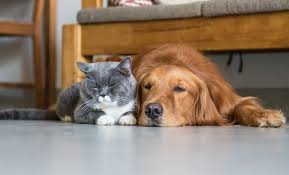 Care.com pet sitters offer a variety of services that depend on the type of animal that you have, so you can determine what works best for you and your pet. A Better Way Pet Sitting Dog Walking Pet Taxi And House Sitting In Burlington Massachusetts And Surrounding Areas A Better Way Pet Sitting
