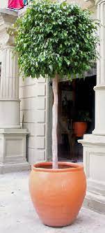 Porch planter ideas that can easily transform your outdoor space from boring to beautiful. Trees In Container Gardens Enjoy Container Gardening