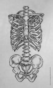 Enclose three elongate shapes on one side of the sternum. Ribcage And Pelvis Sketch Skeleton Drawings Art Drawings Anatomy Art